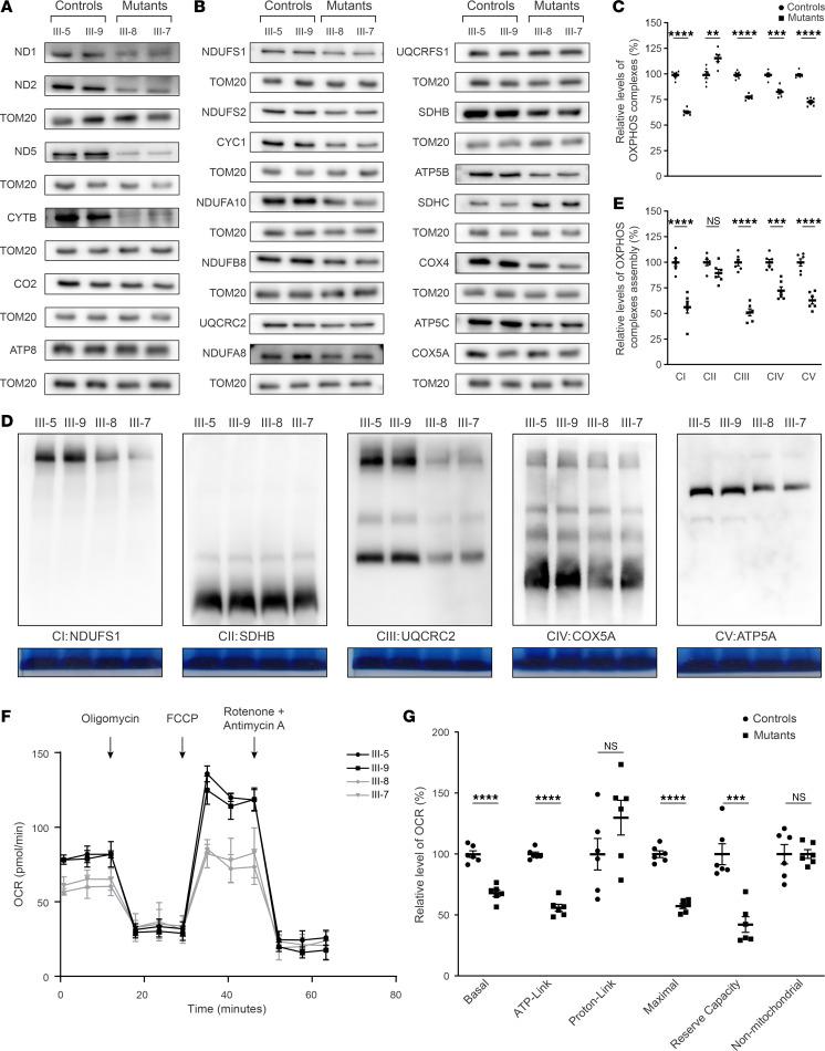 https://cdn.ncbi.nlm.nih.gov/pmc/blobs/0da3/11721302/dc54985112cf/jciinsight-10-182209-g277.jpg