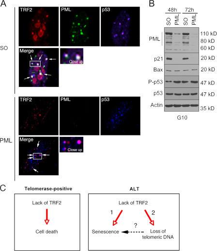https://cdn.ncbi.nlm.nih.gov/pmc/blobs/0da5/2099206/4f53e4dcb21a/jcb1790855f07.jpg