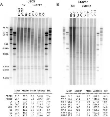 https://cdn.ncbi.nlm.nih.gov/pmc/blobs/0da5/2099206/c5af78001d95/jcb1790855f04.jpg
