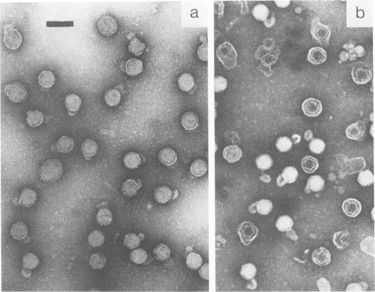 https://cdn.ncbi.nlm.nih.gov/pmc/blobs/0da7/254462/4d95df61ea5f/jvirol00131-0222-a.jpg