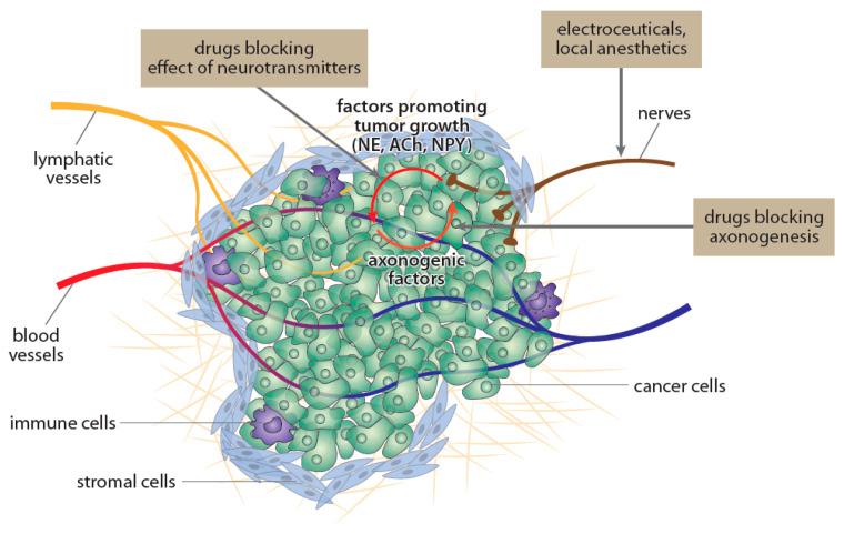 https://cdn.ncbi.nlm.nih.gov/pmc/blobs/0daa/8201304/77cbe38ecd60/ijms-22-06115-g003.jpg