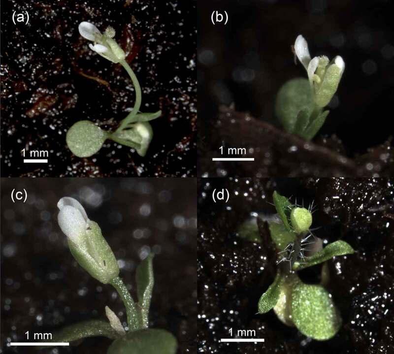https://cdn.ncbi.nlm.nih.gov/pmc/blobs/0db2/10392752/96f20fc17a2a/KPSB_A_2239420_F0004_OC.jpg