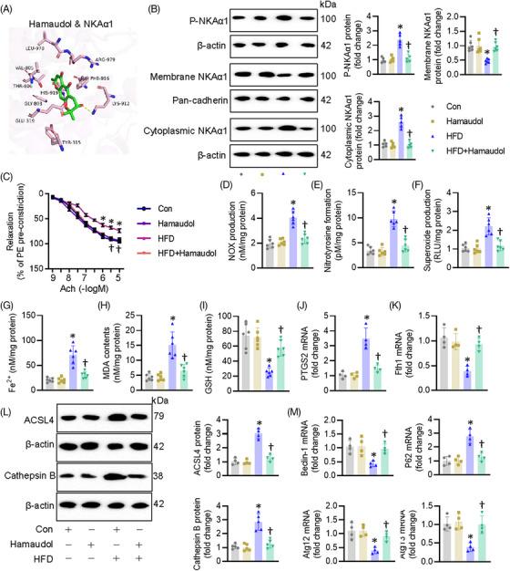 https://cdn.ncbi.nlm.nih.gov/pmc/blobs/0db5/11995423/36388c2807e7/CTM2-15-e70221-g009.jpg