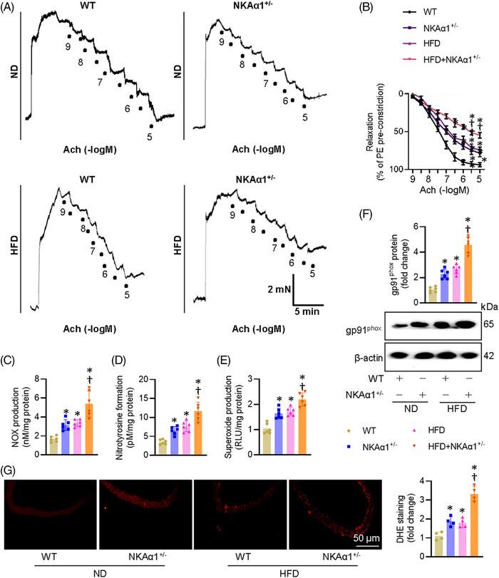 https://cdn.ncbi.nlm.nih.gov/pmc/blobs/0db5/11995423/784218b34687/CTM2-15-e70221-g005.jpg