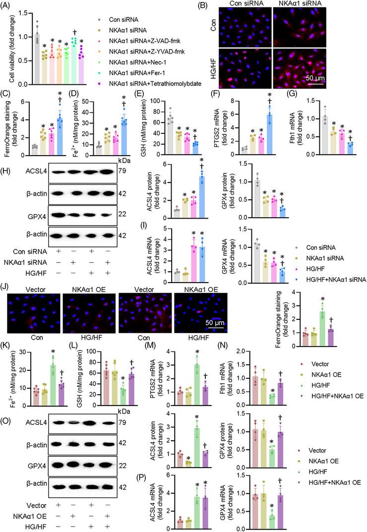 https://cdn.ncbi.nlm.nih.gov/pmc/blobs/0db5/11995423/bab3844b6e01/CTM2-15-e70221-g004.jpg