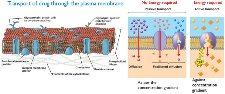 https://cdn.ncbi.nlm.nih.gov/pmc/blobs/0db5/8512302/011a257817ae/molecules-26-05905-g011.jpg