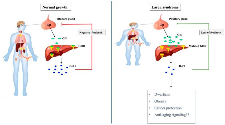 https://cdn.ncbi.nlm.nih.gov/pmc/blobs/0db9/7696416/528d58c614fd/cells-09-02446-g001.jpg