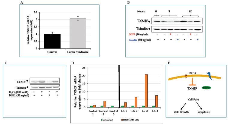 https://cdn.ncbi.nlm.nih.gov/pmc/blobs/0db9/7696416/e601626823e0/cells-09-02446-g004.jpg