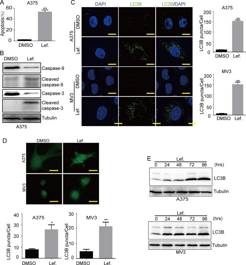 https://cdn.ncbi.nlm.nih.gov/pmc/blobs/0dbc/5762515/303f0e418df6/oncotarget-08-112354-g002.jpg