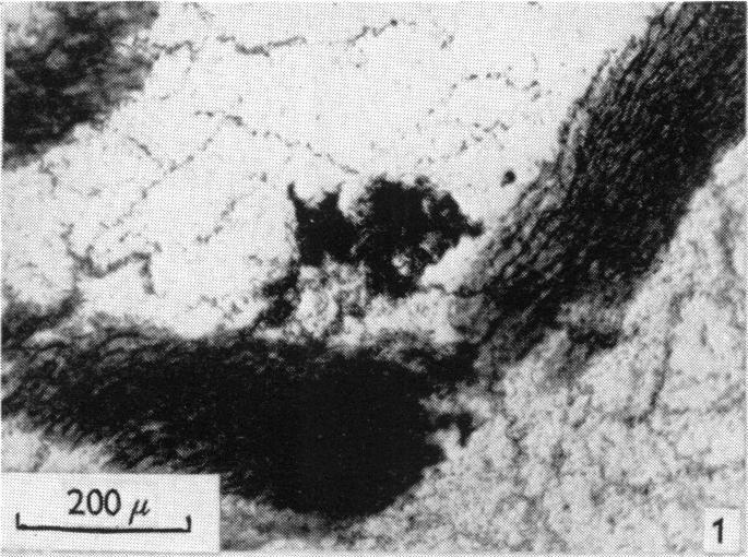 https://cdn.ncbi.nlm.nih.gov/pmc/blobs/0dbd/1363015/7ec354ec3ede/jphysiol01359-0102-a.jpg