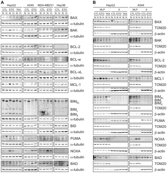 https://cdn.ncbi.nlm.nih.gov/pmc/blobs/0dbf/3489905/888f3c87c9ca/pone.0047519.g006.jpg