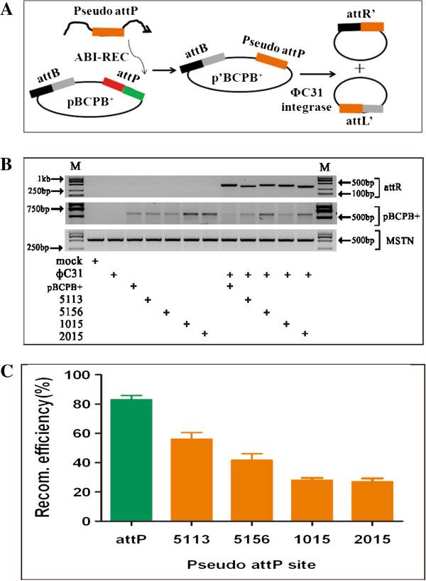 https://cdn.ncbi.nlm.nih.gov/pmc/blobs/0dbf/3844521/34b24200bc9b/1471-2199-14-20-4.jpg