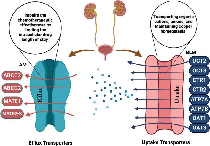 https://cdn.ncbi.nlm.nih.gov/pmc/blobs/0dc0/9845168/688ede1da8f1/12032_2022_1928_Fig1_HTML.jpg