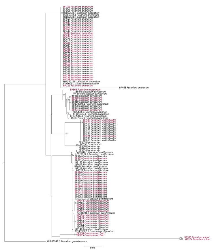 https://cdn.ncbi.nlm.nih.gov/pmc/blobs/0dc2/7997448/9cb6603332f0/jof-07-00175-g007.jpg