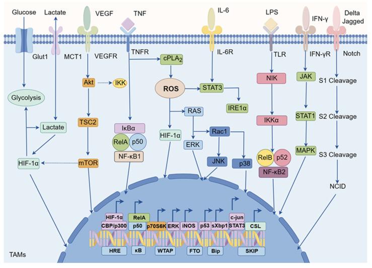 https://cdn.ncbi.nlm.nih.gov/pmc/blobs/0dc7/12036086/3aa574f5d207/jcav16p2261g003.jpg