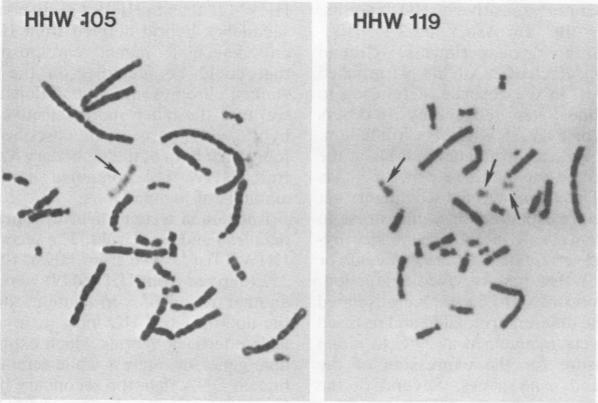 https://cdn.ncbi.nlm.nih.gov/pmc/blobs/0dcd/368612/60f883ca3d32/molcellb00159-0149-a.jpg