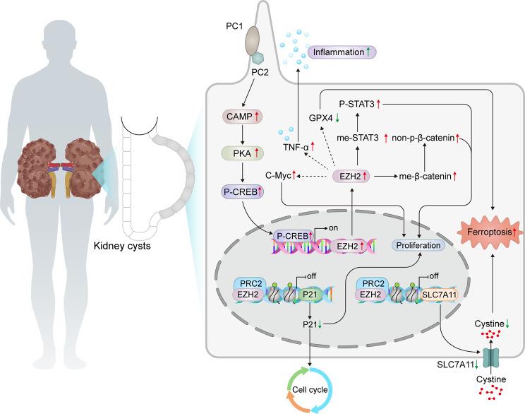 https://cdn.ncbi.nlm.nih.gov/pmc/blobs/0dd0/11520870/6afae448a3b0/12967_2024_5785_Fig12_HTML.jpg