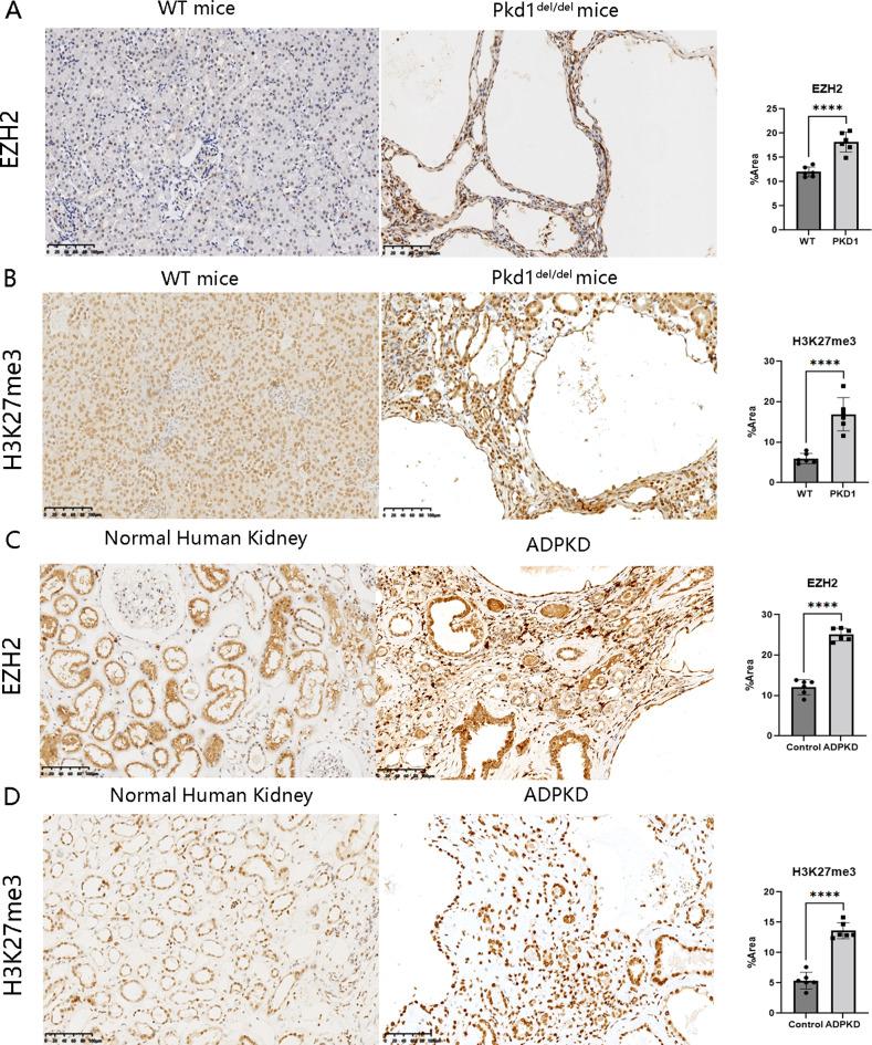 https://cdn.ncbi.nlm.nih.gov/pmc/blobs/0dd0/11520870/a6f97abe61c1/12967_2024_5785_Fig2_HTML.jpg