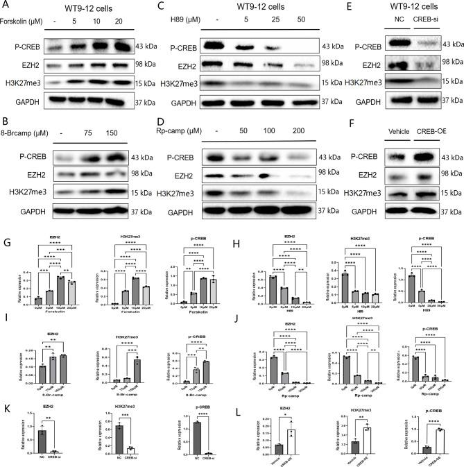 https://cdn.ncbi.nlm.nih.gov/pmc/blobs/0dd0/11520870/bf659511b622/12967_2024_5785_Fig3_HTML.jpg