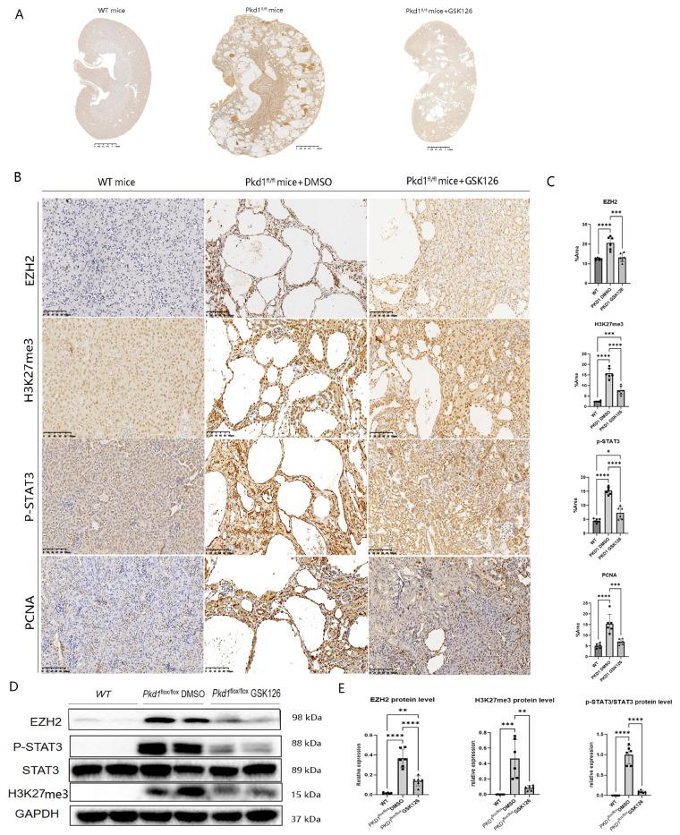 https://cdn.ncbi.nlm.nih.gov/pmc/blobs/0dd0/11520870/d1786e933a16/12967_2024_5785_Fig8_HTML.jpg