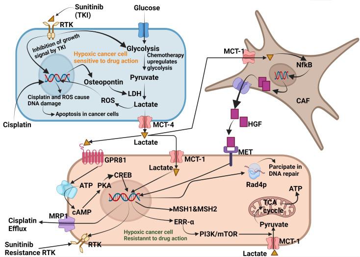 https://cdn.ncbi.nlm.nih.gov/pmc/blobs/0dd2/9906992/ff268a7433fd/fonc-13-1034205-g003.jpg