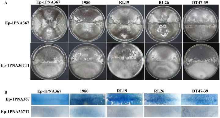 https://cdn.ncbi.nlm.nih.gov/pmc/blobs/0dd3/5363999/fece1e7da380/ppat.1006234.g002.jpg