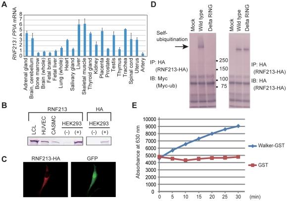 https://cdn.ncbi.nlm.nih.gov/pmc/blobs/0dd5/3140517/043af067153e/pone.0022542.g008.jpg