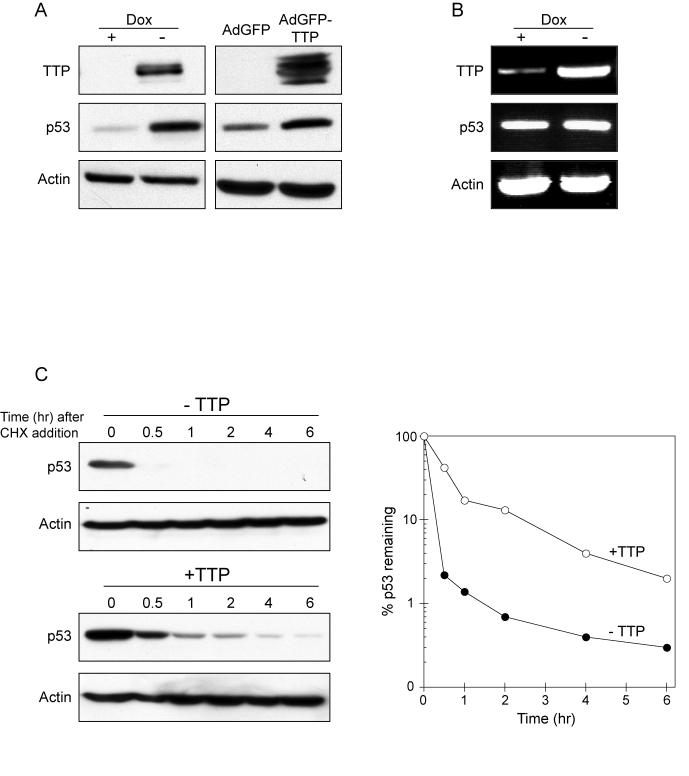 https://cdn.ncbi.nlm.nih.gov/pmc/blobs/0ddc/2815738/e8f0b118bbca/aging-01-803-g002.jpg