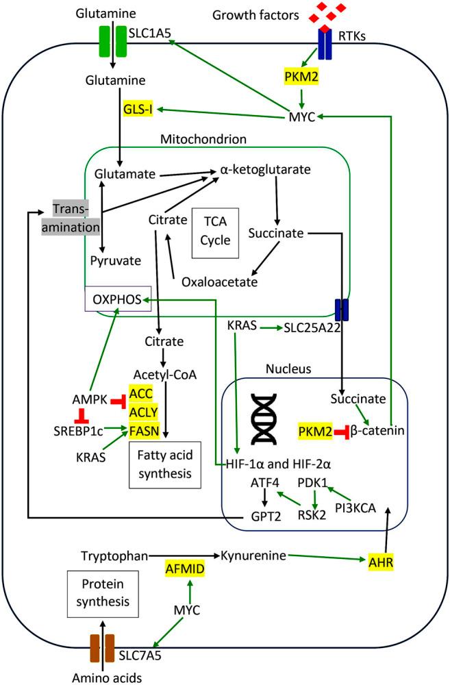 https://cdn.ncbi.nlm.nih.gov/pmc/blobs/0ddf/8650587/cec843f245ef/fphar-12-768861-g002.jpg