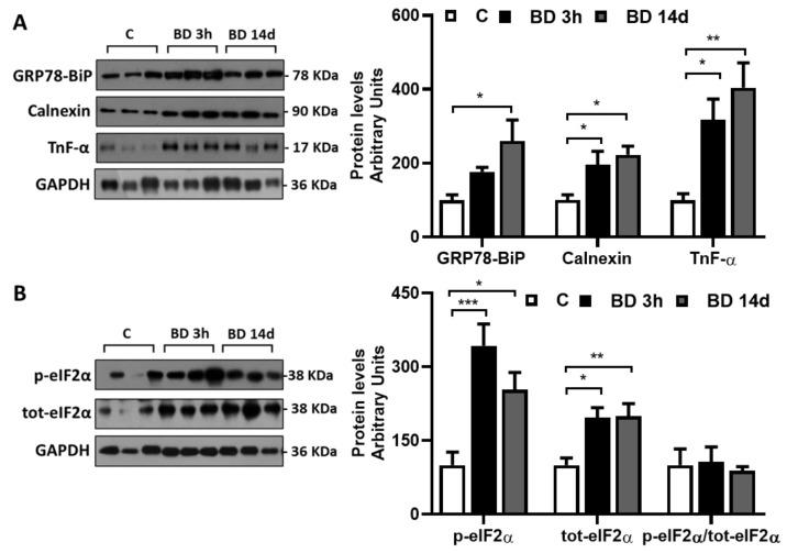 https://cdn.ncbi.nlm.nih.gov/pmc/blobs/0de4/10376816/183651faa75b/antioxidants-12-01471-g004.jpg