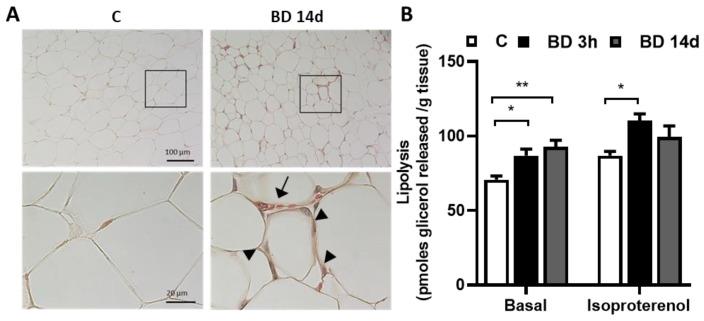 https://cdn.ncbi.nlm.nih.gov/pmc/blobs/0de4/10376816/b765c1789151/antioxidants-12-01471-g002.jpg
