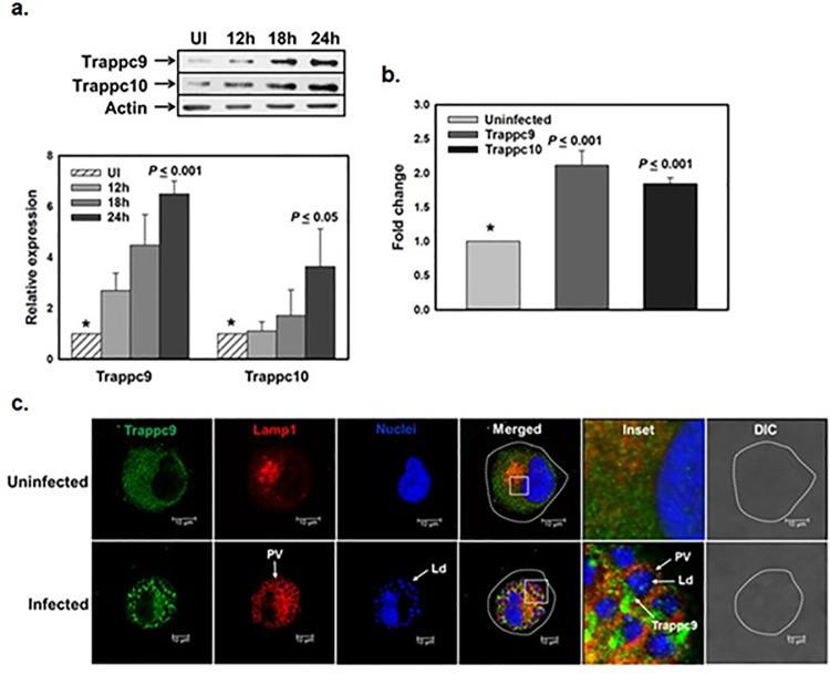https://cdn.ncbi.nlm.nih.gov/pmc/blobs/0de6/10898768/055bcbdac0dc/ppat.1012024.g002.jpg