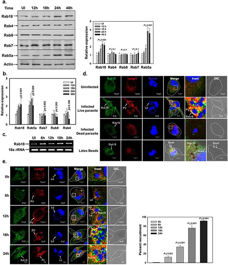 https://cdn.ncbi.nlm.nih.gov/pmc/blobs/0de6/10898768/19fb603fc56e/ppat.1012024.g001.jpg