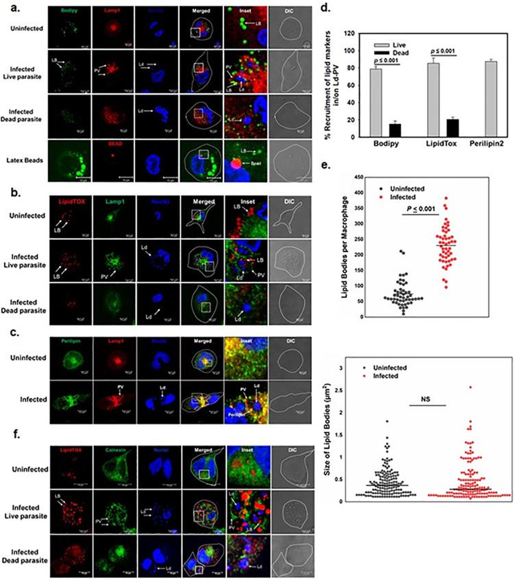 https://cdn.ncbi.nlm.nih.gov/pmc/blobs/0de6/10898768/3069ad1f37ea/ppat.1012024.g004.jpg