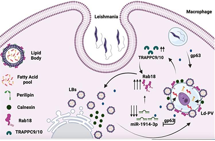 https://cdn.ncbi.nlm.nih.gov/pmc/blobs/0de6/10898768/84795e5cb9af/ppat.1012024.g006.jpg