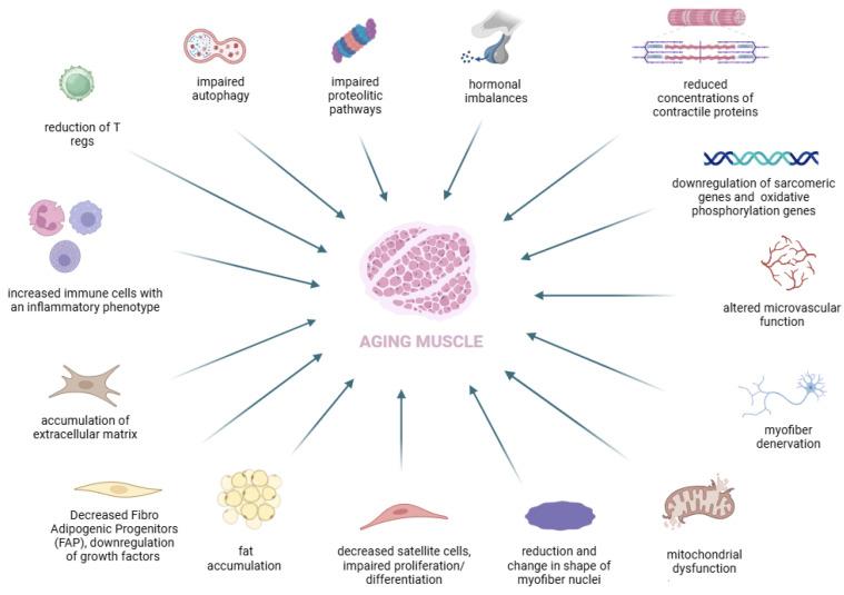 https://cdn.ncbi.nlm.nih.gov/pmc/blobs/0deb/11510680/ec5ce209941a/nutrients-16-03428-g001.jpg