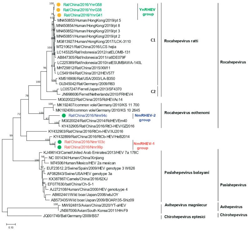 https://cdn.ncbi.nlm.nih.gov/pmc/blobs/0dec/12031282/c3c56661f3f7/viruses-17-00490-g005.jpg
