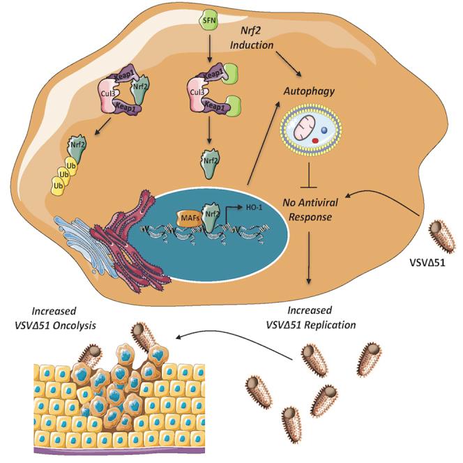 https://cdn.ncbi.nlm.nih.gov/pmc/blobs/0ded/5542709/0ec5a223ebbc/fx1.jpg