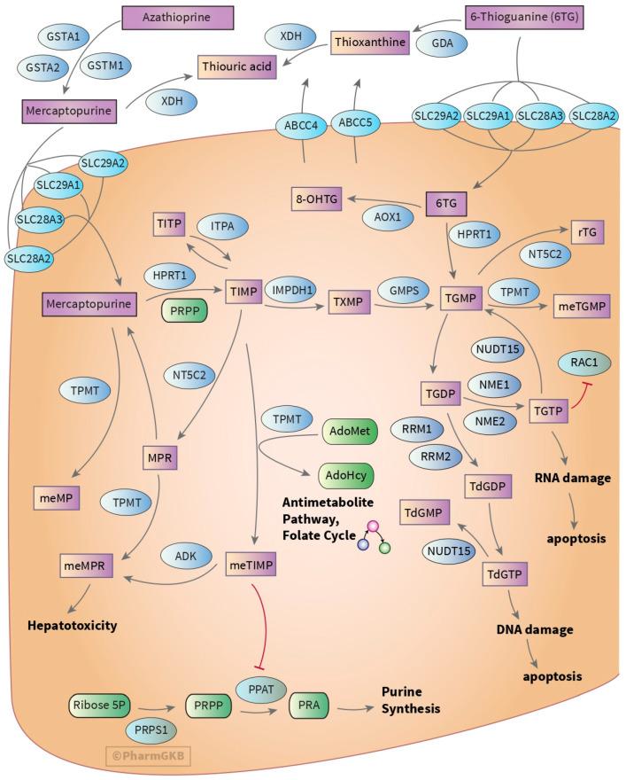 https://cdn.ncbi.nlm.nih.gov/pmc/blobs/0dee/12371948/8f72ad815f93/medsci-13-00112-g002.jpg