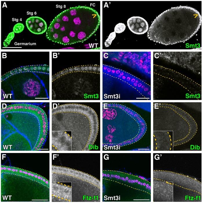 https://cdn.ncbi.nlm.nih.gov/pmc/blobs/0dee/3630131/ee54fb182847/pgen.1003473.g005.jpg