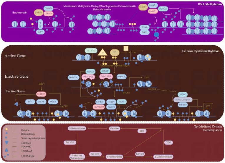 https://cdn.ncbi.nlm.nih.gov/pmc/blobs/0df6/11742574/7be9bf7aaef3/gr2.jpg