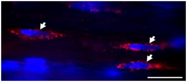 https://cdn.ncbi.nlm.nih.gov/pmc/blobs/0df6/3463453/5d974e65b1c0/1556-276X-7-480-6.jpg