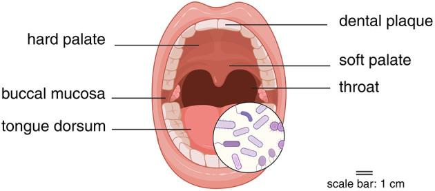 https://cdn.ncbi.nlm.nih.gov/pmc/blobs/0df7/12371707/f74056e9cea8/fmicb-16-1630828-g0001.jpg
