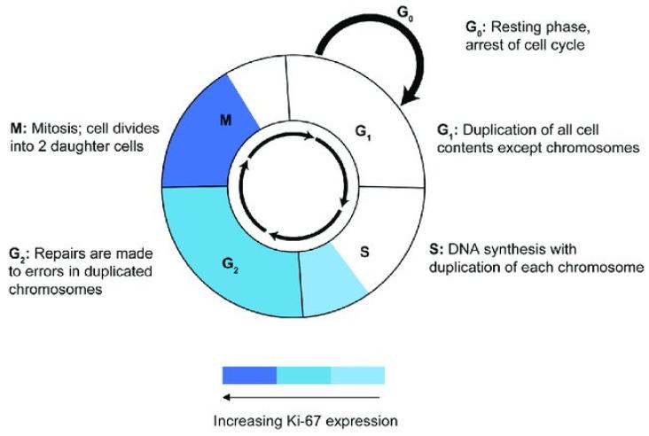 https://cdn.ncbi.nlm.nih.gov/pmc/blobs/0dfd/9407142/4a2c8fd89898/diagnostics-12-01960-g001.jpg