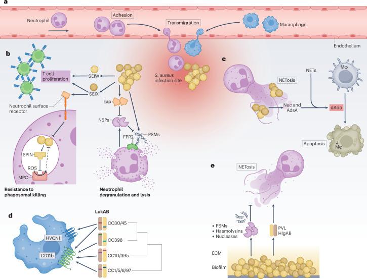 https://cdn.ncbi.nlm.nih.gov/pmc/blobs/0dff/9882747/379c9a6996c6/41579_2023_852_Fig1_HTML.jpg