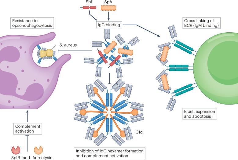 https://cdn.ncbi.nlm.nih.gov/pmc/blobs/0dff/9882747/8cb152ec33b3/41579_2023_852_Fig2_HTML.jpg