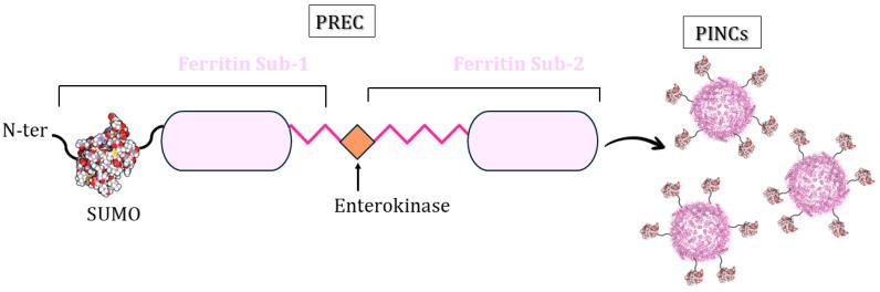 https://cdn.ncbi.nlm.nih.gov/pmc/blobs/0e03/11396501/db7b68c0d266/molecules-29-04045-g014.jpg