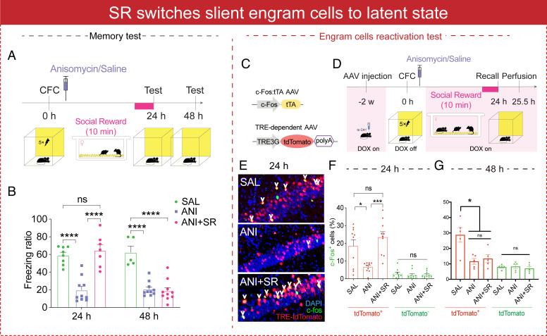 https://cdn.ncbi.nlm.nih.gov/pmc/blobs/0e08/9169661/1af9afc22e6b/pnas.2116844119fig01.jpg