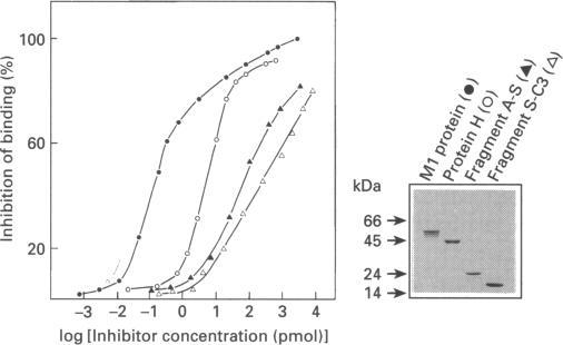 https://cdn.ncbi.nlm.nih.gov/pmc/blobs/0e0a/1138247/587bec834825/biochemj00085-0269-b.jpg