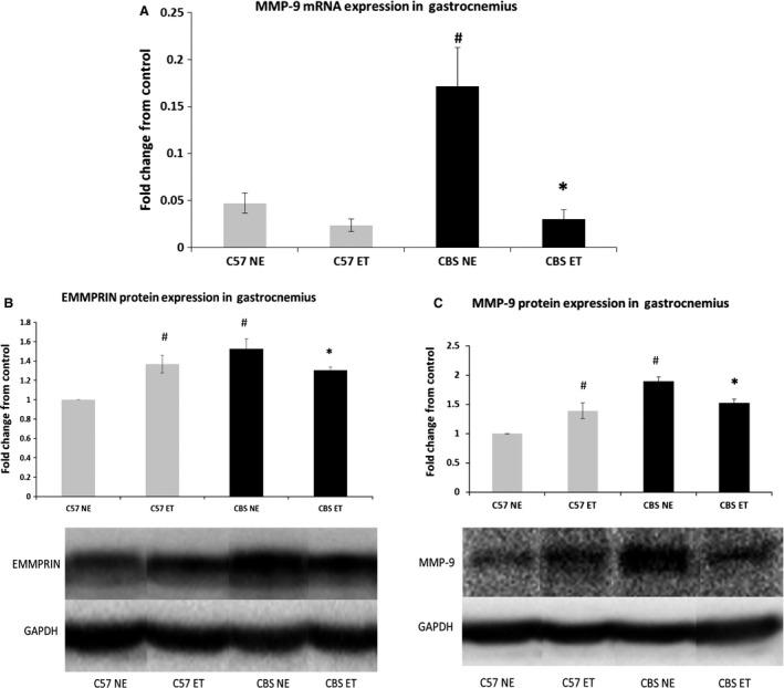 https://cdn.ncbi.nlm.nih.gov/pmc/blobs/0e0a/5875547/f0c86be890dc/PHY2-6-e13637-g009.jpg